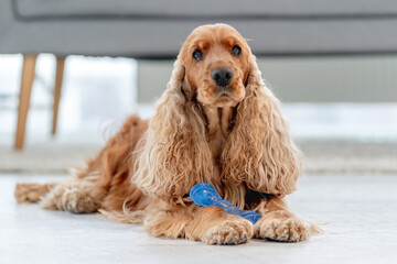 English cocker spaniel dog at home