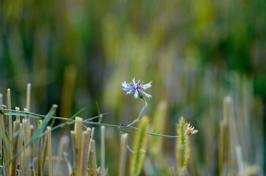 Flowering cornflower among wheat stuble