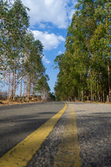 road in the forest