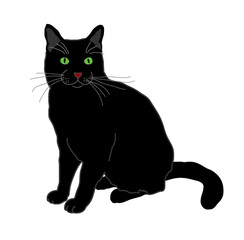 black and white cat sitting