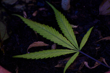 Sativa Leaf