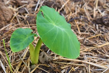 view of a taro plant also known as Arbi in India