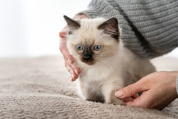Ragdoll kitten in the hands of owner