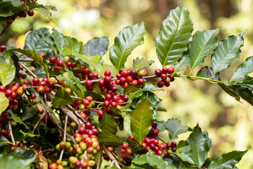 harvesting coffee berries by agriculture. Coffee beans ripening on the tree in North of Thailand