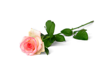Bouquet of pink roses isolated on white background.