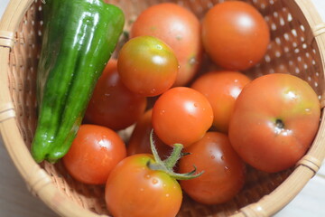 Fototapeta na wymiar 収穫したミニトマトとピーマン