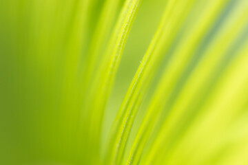 background texture green leaf structure macro photography