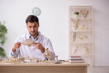 Young male paleontologist examining ancient animals at lab