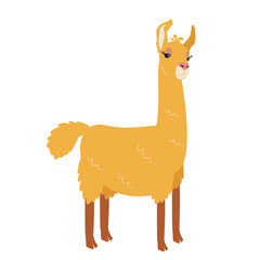 One honey graceful llama stands beautifully. Vector cartoon illustration isolated on a white background for a postcard, print, T-shirt, invitation, to the nursery