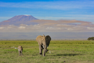 Naklejka na ściany i meble Mother and baby elephant walking away from mount Kilimanjaro