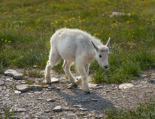 Obraz premium white goat in the grass