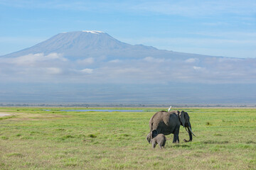 Naklejka na ściany i meble Family of Elephants walking in front of Mount Kilimanjaro