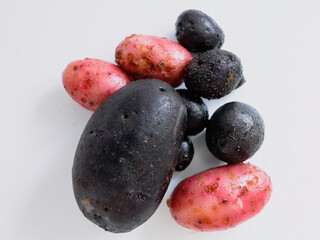 Group of Purple Shetland Black and Red Potatoes Isolated on White Background. Vegetable still life for food from Hügelkultur no-dig raised bed.