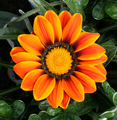 Gazania flower close-up view, gazania blooming in a flowerbed