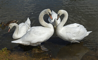 Mute swans (Cygnus olor), species of swan and member of waterfowl family Anatidae