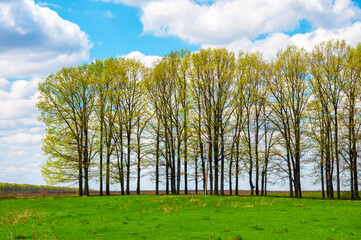 Fototapeta na wymiar spring landscape, young green grass and young leaves on trees against the blue sky. High quality photo