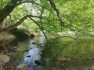 Fototapeta premium river in the forest