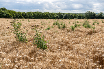 Invasion de chardons dans un champ de bl&eacute;
