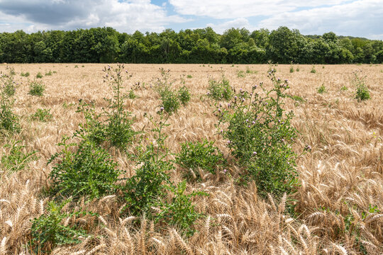 Adventices, chardons dans un champ de bl&eacute;