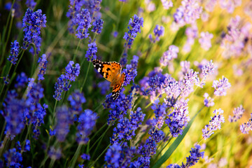 The bright orange butterfly sits on a lavender bush