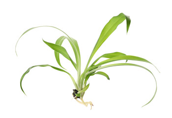 Houseplant seedling with leaves isolated on white