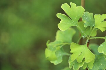 Ginkgo biloba green leaves close-up on a green blurred background.Useful medicinal plants.
