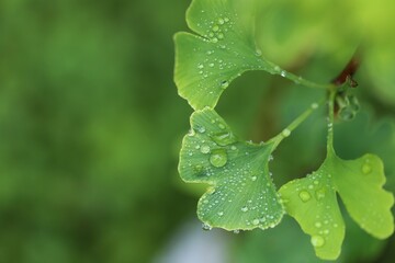 Ginkgo biloba  with water drops close-up on a green blurred background.Useful medicinal plants.