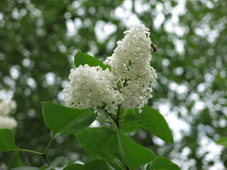 brushes of delicate white lilac in spring