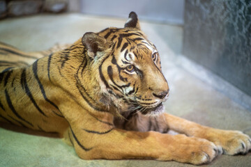 動物園のトラの風景 Landscape of tigers at the zoo 