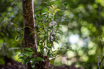 石川県白山市の白山神社周辺の風景 Scenery around Hakusan Shrine in Hakusan City, Ishikawa Prefecture 