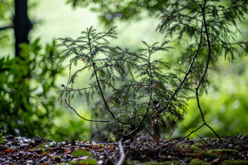 石川県白山市の白山神社周辺の風景 Scenery around Hakusan Shrine in Hakusan City, Ishikawa Prefecture 