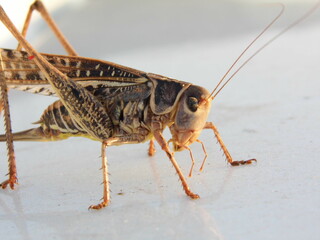A large gray grasshopper sits on a light background. Close-up.