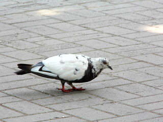 A white dove with dark spots is walking along the park alley. Close-up.