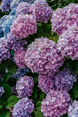 Blooming pink and purple Hydrangea flowers,Hydrangea macrophylla. Fresh summer flowers in garden. Colorful bush of hortensia. Close up of lush flowering Hortensia with green leaves.Floral concept