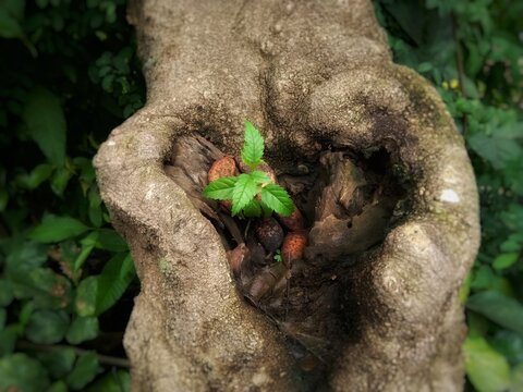 Tecoma stans small plant growing on Indian beech (pongamia pinnata) tree stump.
Beginning new life and rebirth concept. Nature background
