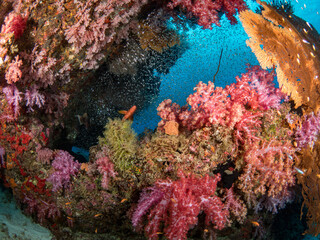Naklejka na ściany i meble Beautiful reef , Sea fan, Soft coral with small tropical fish. Similan Islang, Thailand.