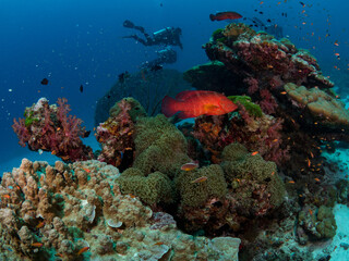Fototapeta na wymiar Red grouper fish (Plectropomus leopardus) and anthias on tropical reef with scuba divers . Similan Island, Thailand.