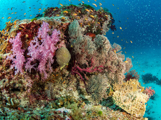 Violet soft coral and Gorgonion sea fan on reef with anthias. Similan Island, Thailand.