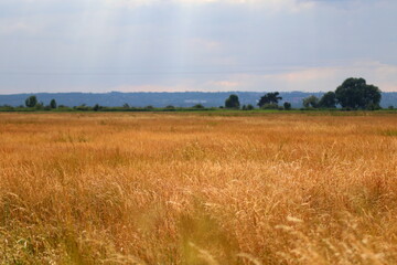 Fototapeta na wymiar meadows and fields in the summer sunshine