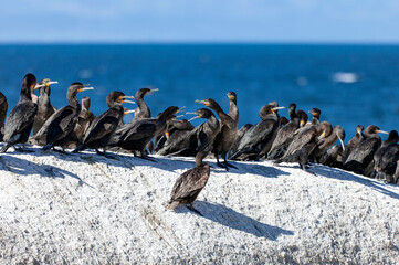 Fototapeta premium Group of sea cormorants sits on a flat cliff against the background of the sea.