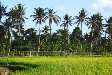 Fototapeta premium Row of tall coconut palm trees behind a fence with green rice fields in foreground