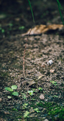 Baby lizard crawling on the ground searching for little insects.