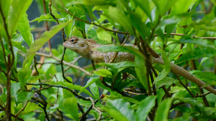 Camouflaged green garden lizard resting on a branch. Hiding in the green foliage close-up side view.