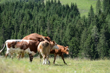 Fototapeta na wymiar Kühe auf der Almweide