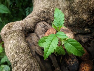 Tecoma stans small plant growing on Indian beech (pongamia pinnata) tree stump.
tree in the forest. 
Beginning new life and rebirth concept. Nature background