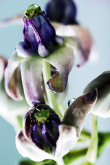 Exotic summer flowering Calotropis gigantea, crown flower blossoms close-up with dew drops on it.