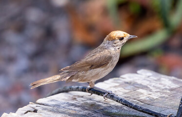Blackcap (female) bathing