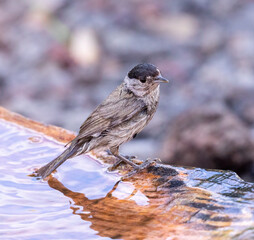 Blackcap (male) bathing and perching
