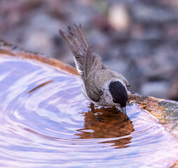 Blackcap (male) bathing and perching