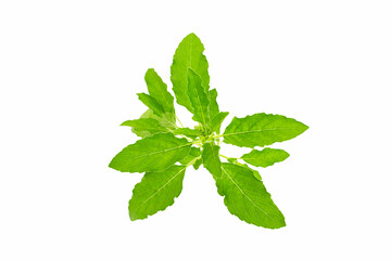 Thai holy basil with isolated on white background. Thai Vegetables